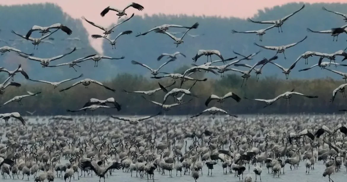 50 ezer daru gyűlt össze a Hortobágyon az őszi vonuláson