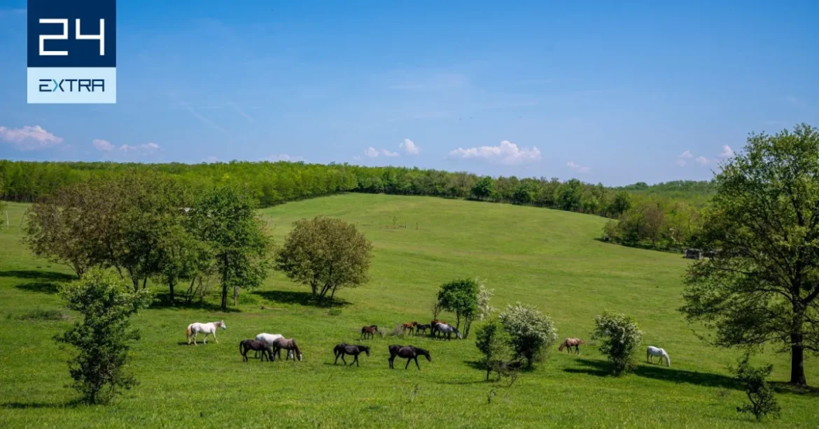 A Kúria szerint az államnak meg kell egyeznie a lovakról