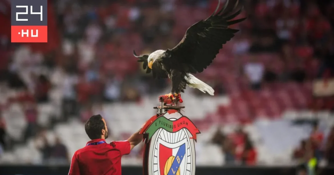 Benfica kabalaállatának gondozója kokaincsempész-hálózat része lehet