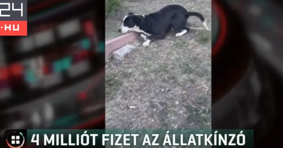 Négymilliós büntetés egy nógrádi férfinak, aki hevederrel verte a kutyáját