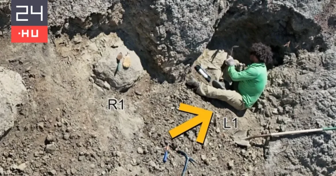 Őskori nyomok: felnőtt T. rex első bizonyított útvonala került elő