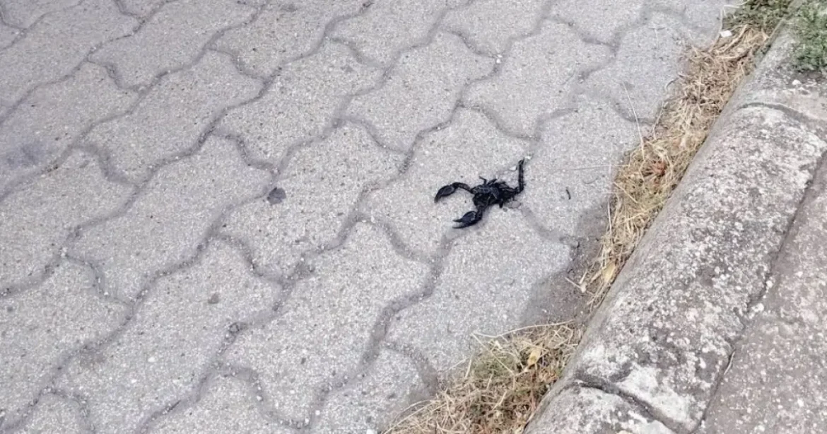 Skorpió bukkant fel egy karcagi benzinkút területén