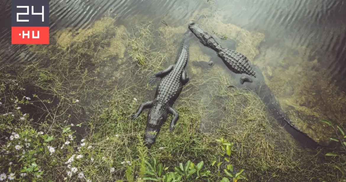 Videón, ahogy aligátorok falnak fel egy óriáskígyót